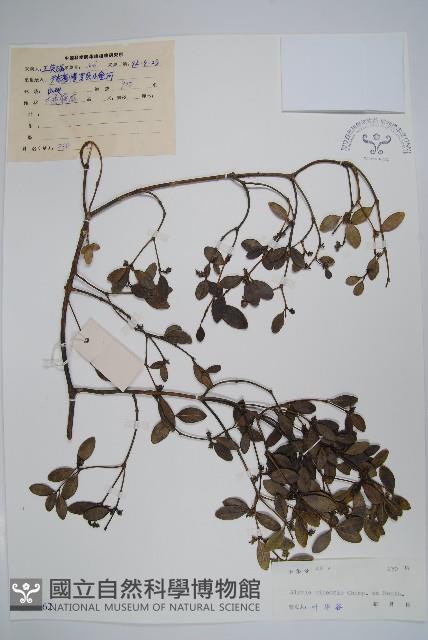 中國念珠藤藏品圖，第1張