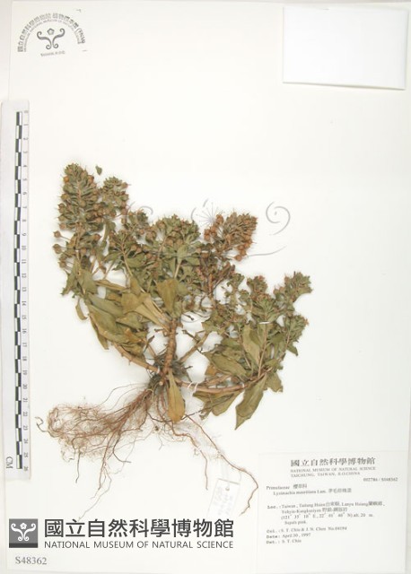 茅毛珍珠菜藏品圖，第1張