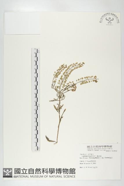 獨行菜藏品圖，第1張