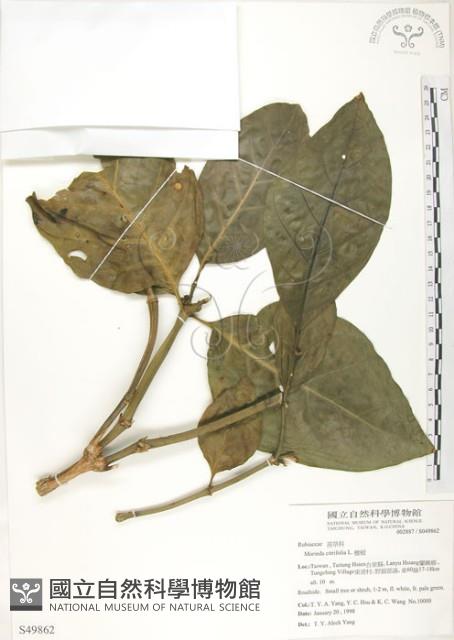 檄樹、諾麗果藏品圖，第1張