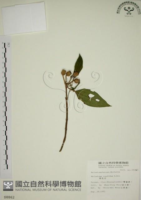 野牡丹藏品圖，第1張