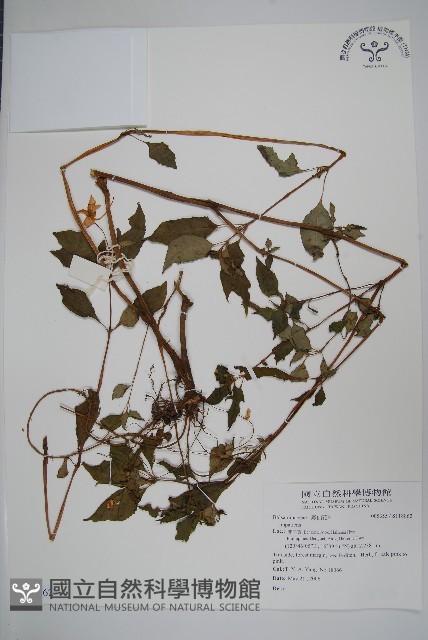 登錄號:S118862藏品圖，第1張
