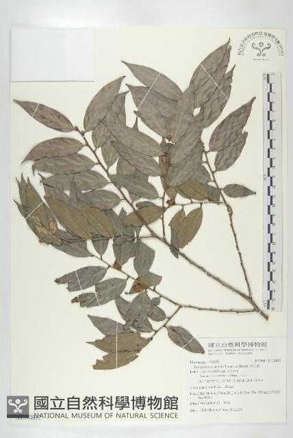 軟毛柿藏品圖，第1張