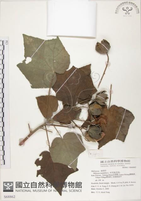 山芙蓉、臺灣山芙蓉、狗頭芙蓉藏品圖，第1張