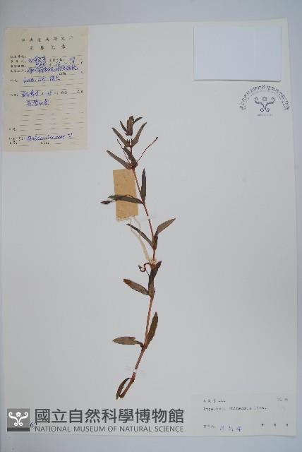 華鳳仙藏品圖，第1張