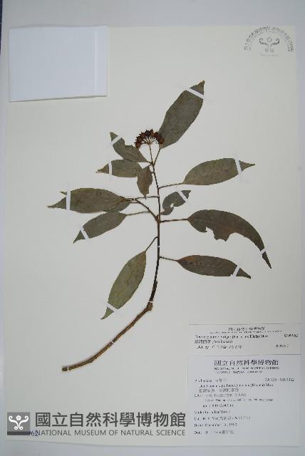 臺灣樹參藏品圖，第1張