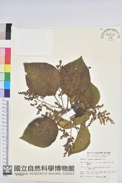 血桐藏品圖，第1張