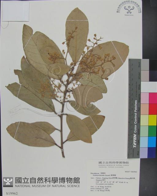 銀葉樹藏品圖，第1張