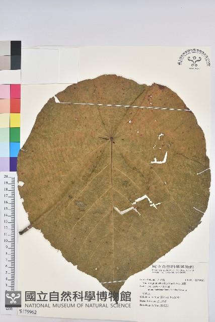 血桐藏品圖，第1張