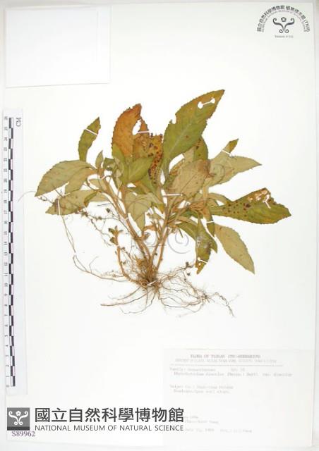 同蕊草、異色線柱苣苔藏品圖，第1張