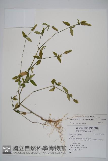 爵床藏品圖，第1張