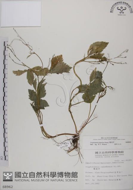 鴨兒芹藏品圖，第1張