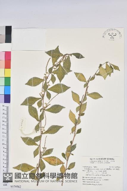 暹邏鐵莧、菱葉鐵莧藏品圖，第1張