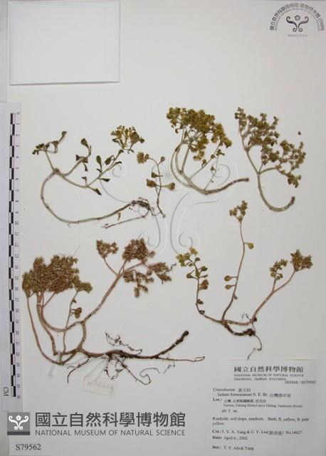 台灣佛甲草、石板菜藏品圖，第1張