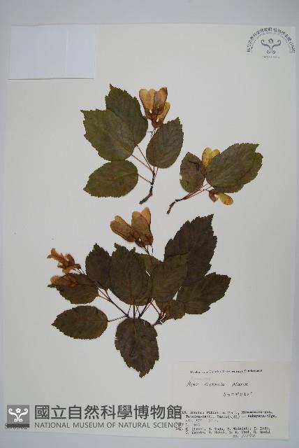 華北茶條槭藏品圖，第1張