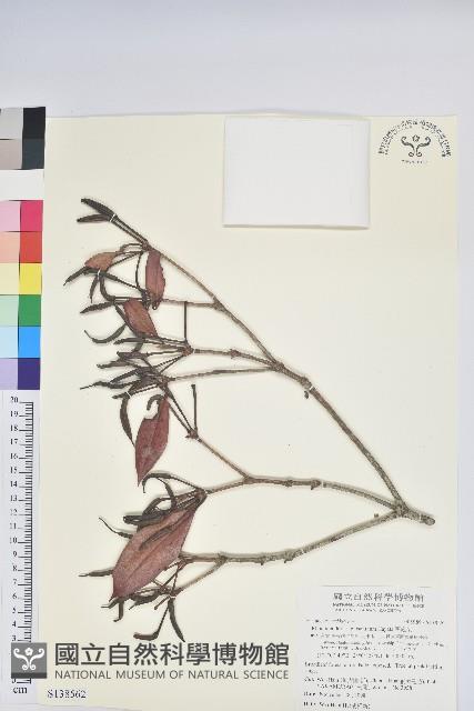 西施花藏品圖，第1張