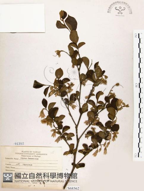 烏皮九芎、奮起湖野茉莉藏品圖，第1張