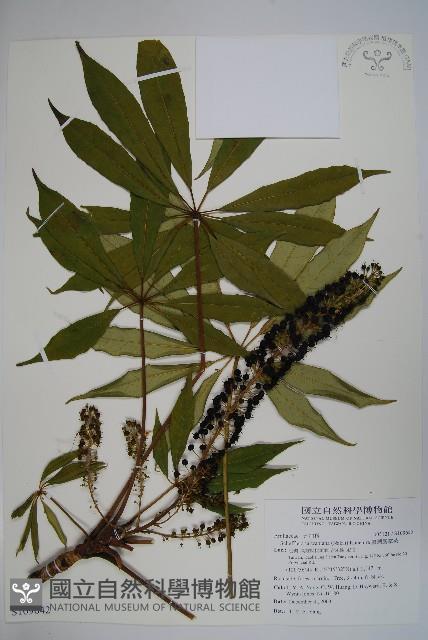 臺灣鵝掌柴藏品圖，第1張