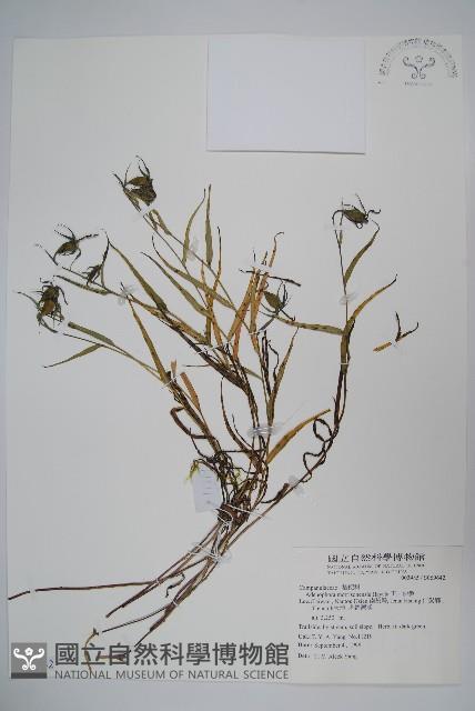 玉山沙參藏品圖，第1張