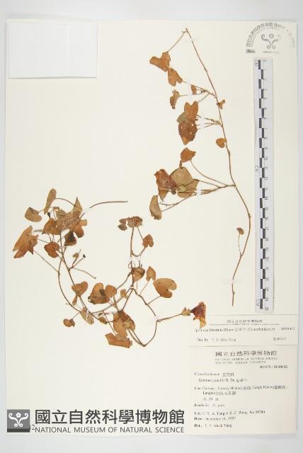 海牽牛藏品圖，第1張