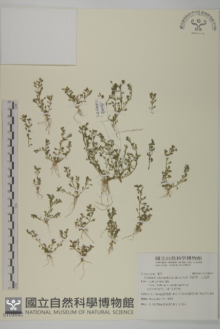 石胡荽、吐金草藏品圖，第1張