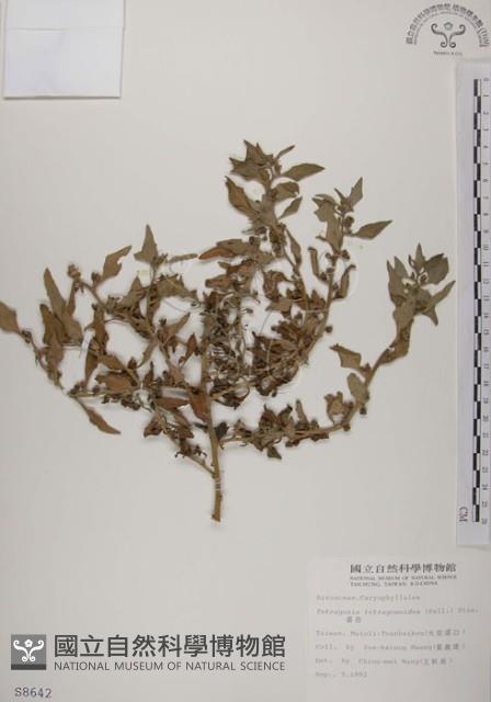 番杏藏品圖，第1張