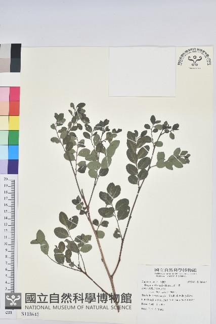 紅仔珠藏品圖，第1張