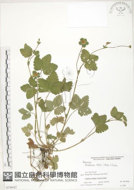 蛇莓、地莓、龍吐珠藏品圖，第1張