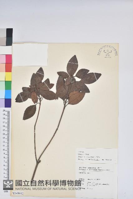 馬銀花藏品圖，第1張