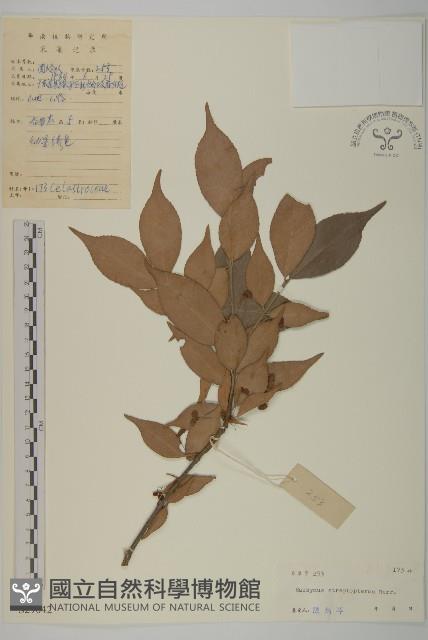 窄翅衛矛藏品圖，第1張