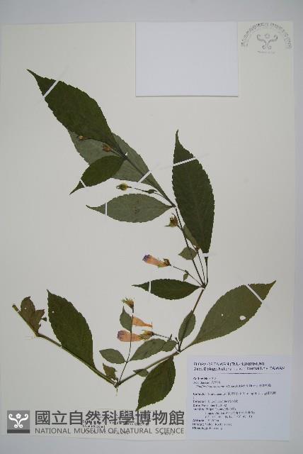 臺灣馬藍藏品圖，第1張