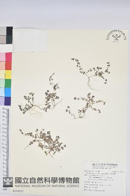 小葉大戟藏品圖，第1張