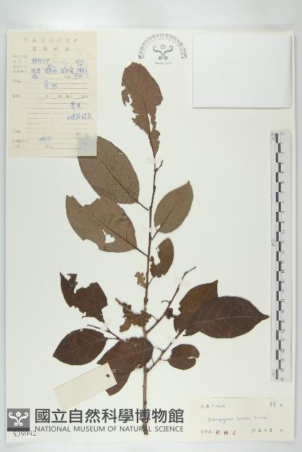 黑棗、君遷子藏品圖，第1張