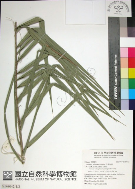 台灣海棗藏品圖，第1張