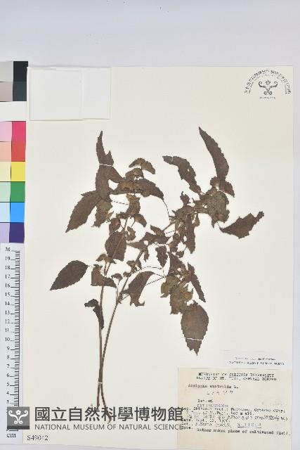 鐵莧菜藏品圖，第1張