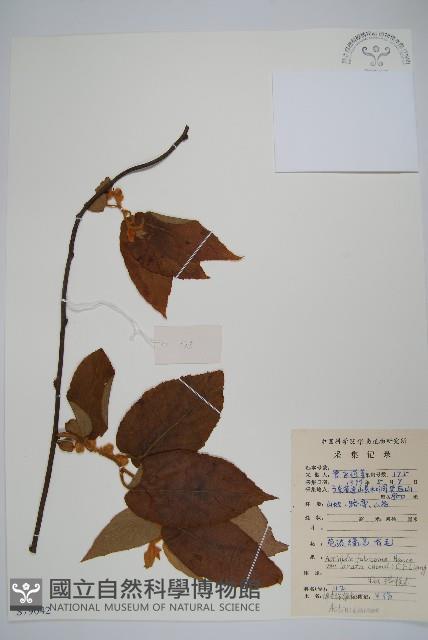 絲毛獼桃藏品圖，第1張