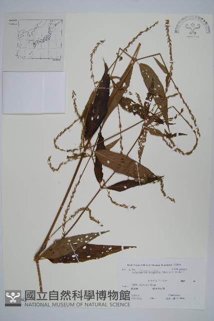 Accession Number:S108042 Collection Image, Figure 1, Total 2 Figures