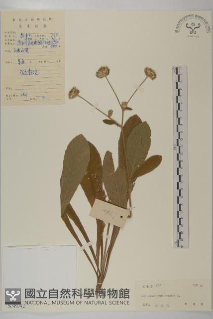 燈豎朽藏品圖，第1張