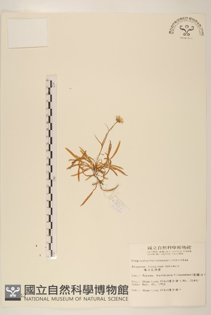 福山氏飛蓬藏品圖，第1張