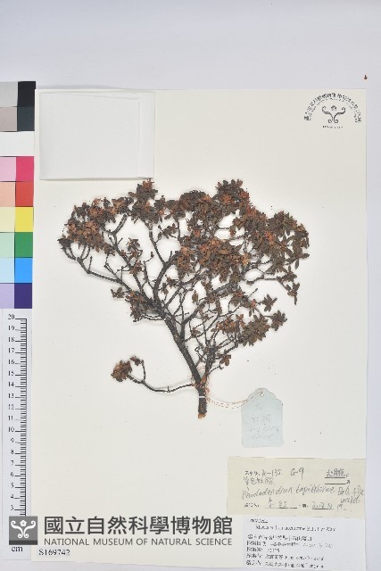 地毯杰鵑花藏品圖，第1張