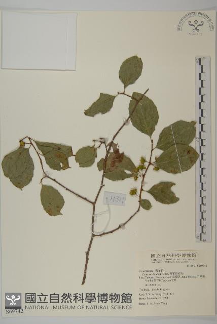 南華南蛇藤，青江藤藏品圖，第1張