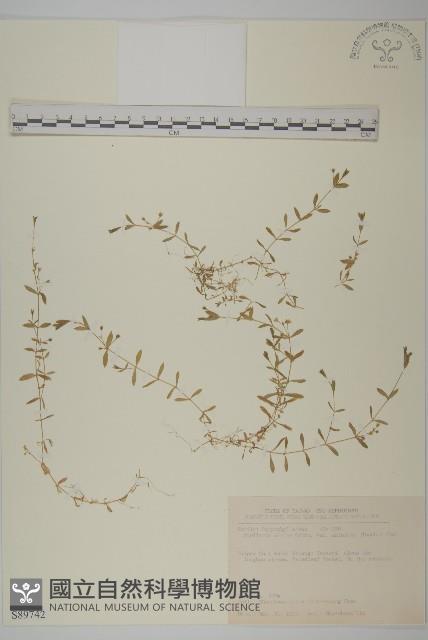 天蓬草、雀舌草藏品圖，第1張