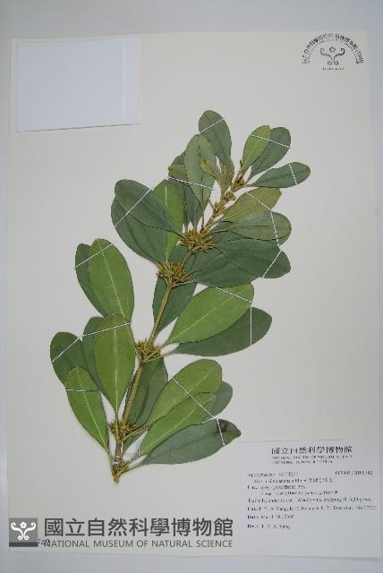 蘭嶼念珠藤藏品圖，第1張