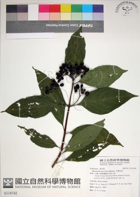 玉葉金花藏品圖，第1張