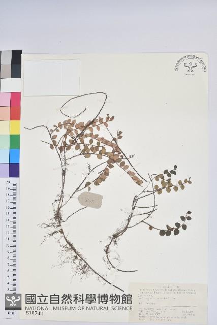 銅錢葉白珠藏品圖，第1張