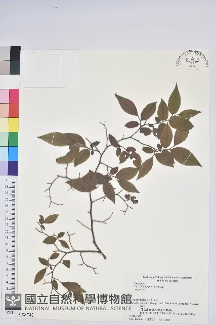 日本扁枝越桔藏品圖，第1張