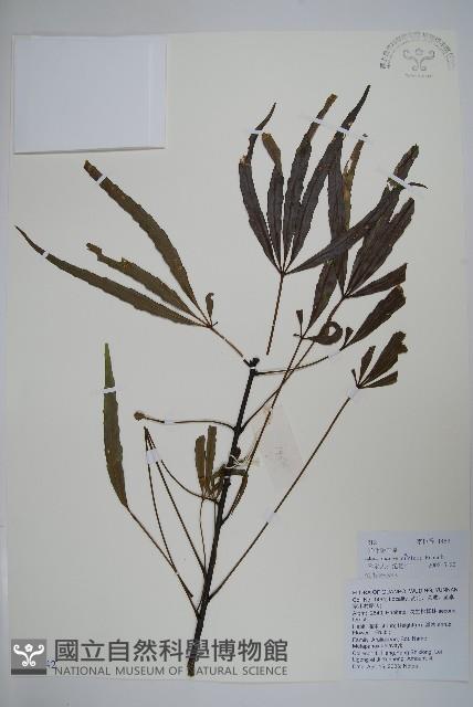 異葉梁王茶藏品圖，第1張