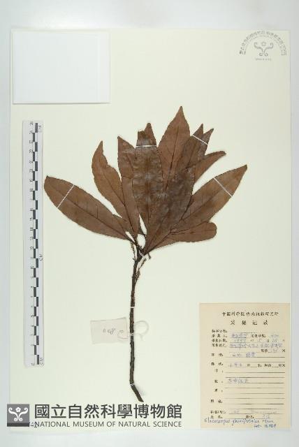 禿瓣杜英藏品圖，第1張