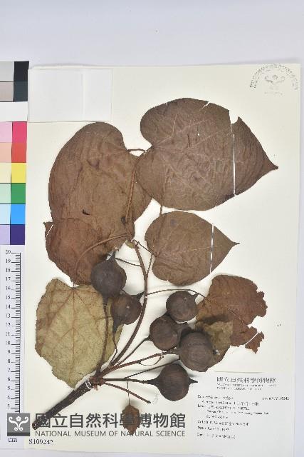 三年桐、光桐藏品圖，第1張