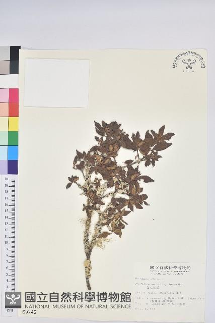 紅毛杜鵑藏品圖，第1張